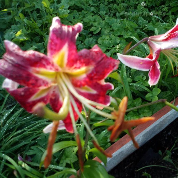 превью изображения отзыва