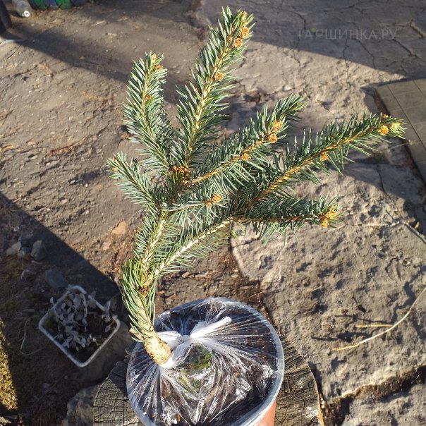 превью изображения отзыва