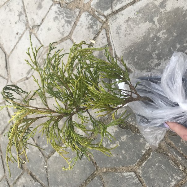 превью изображения отзыва