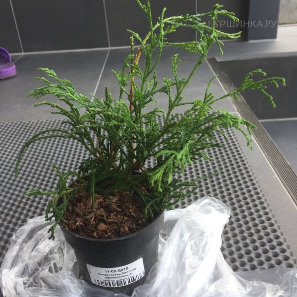 превью изображения отзыва