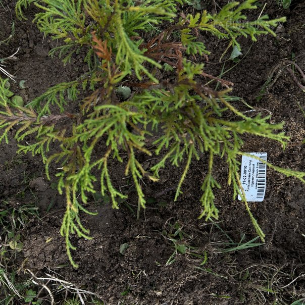 превью изображения отзыва