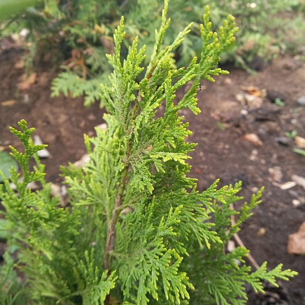 превью изображения отзыва