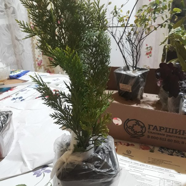 превью изображения отзыва