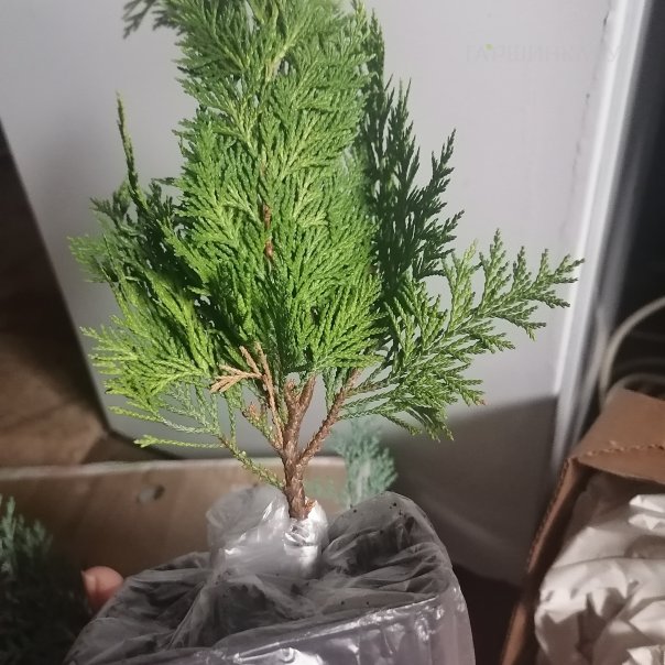 превью изображения отзыва