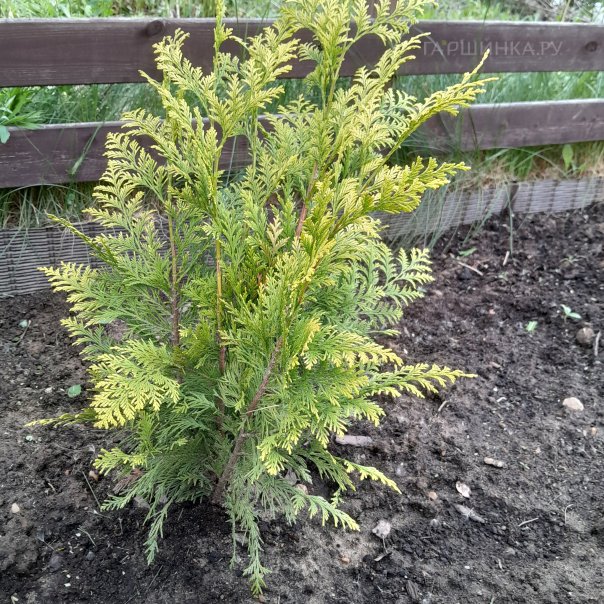 превью изображения отзыва