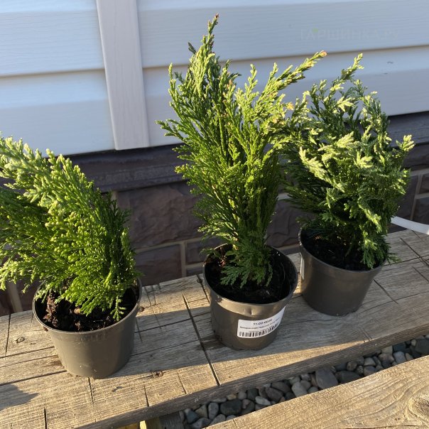 превью изображения отзыва