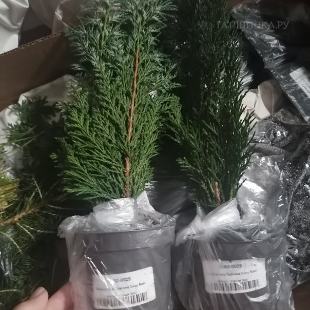 превью изображения отзыва