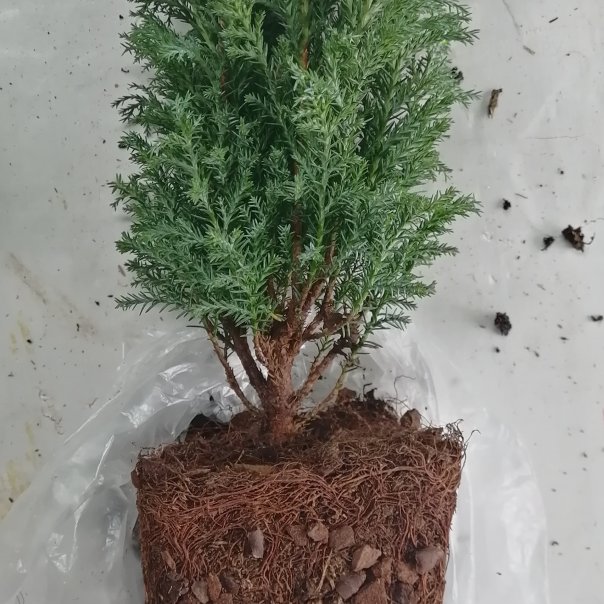 превью изображения отзыва