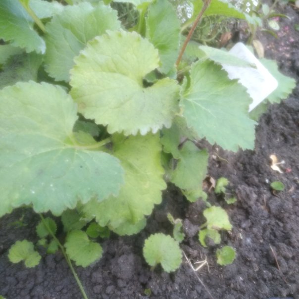 превью изображения отзыва