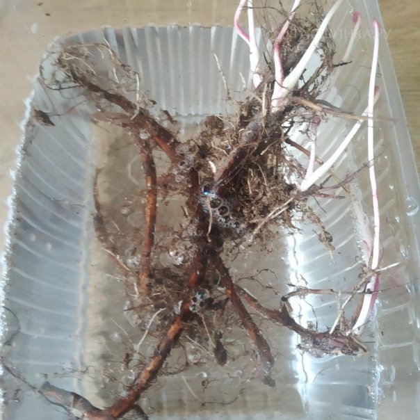 превью изображения отзыва