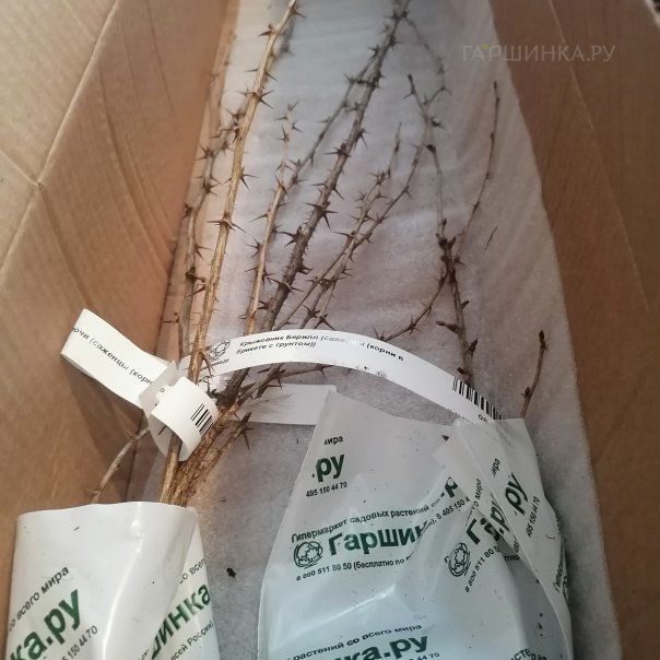 превью изображения отзыва