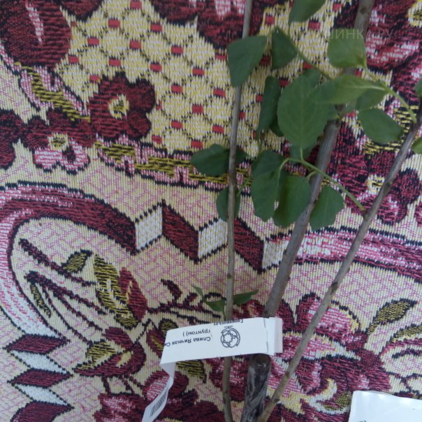 превью изображения отзыва