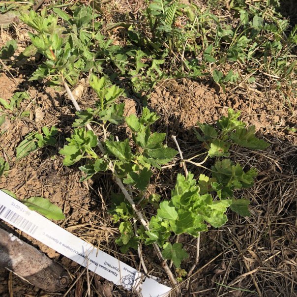 превью изображения отзыва