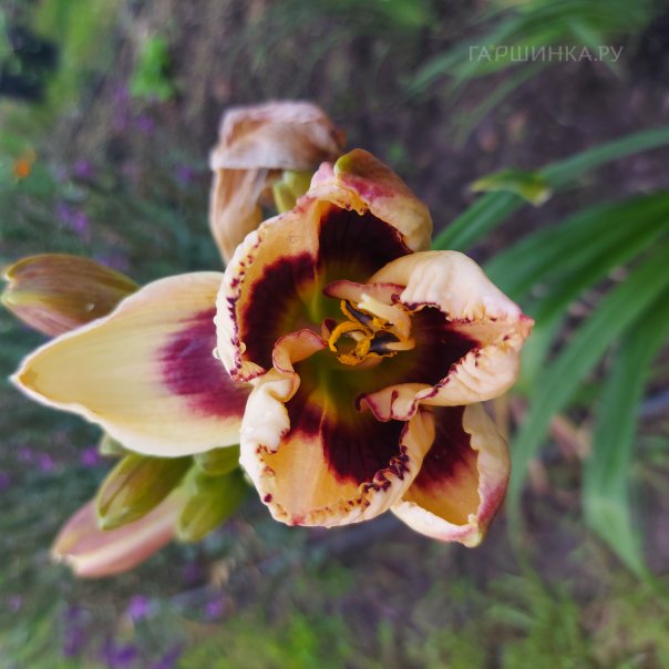 превью изображения отзыва