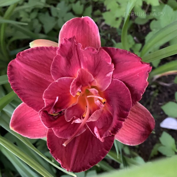 превью изображения отзыва