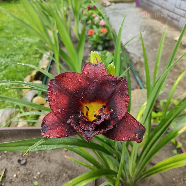 превью изображения отзыва