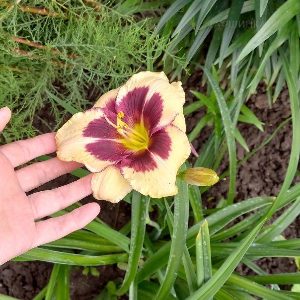 превью изображения отзыва