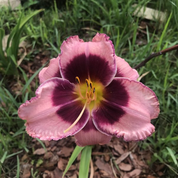 превью изображения отзыва