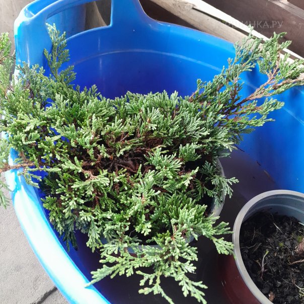 превью изображения отзыва