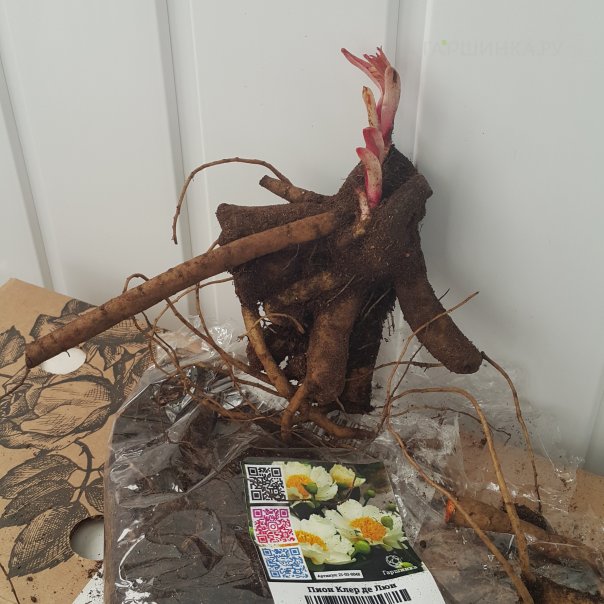 превью изображения отзыва