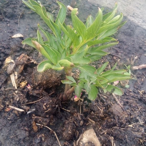 превью изображения отзыва