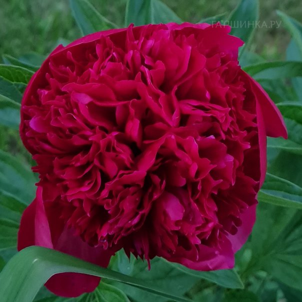 превью изображения отзыва