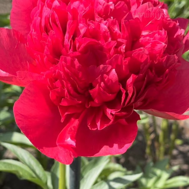 превью изображения отзыва