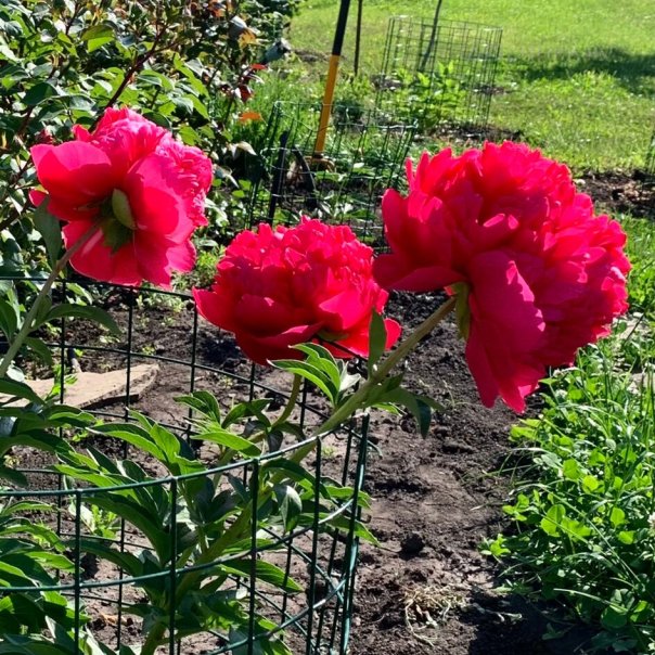 превью изображения отзыва