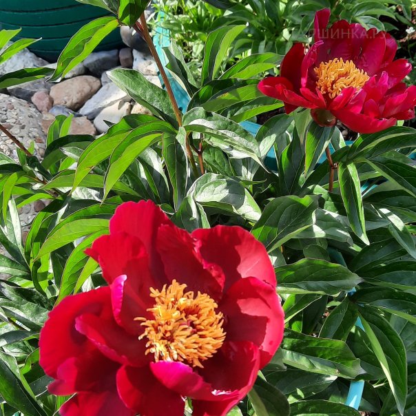 превью изображения отзыва