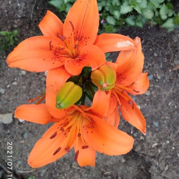 превью изображения отзыва