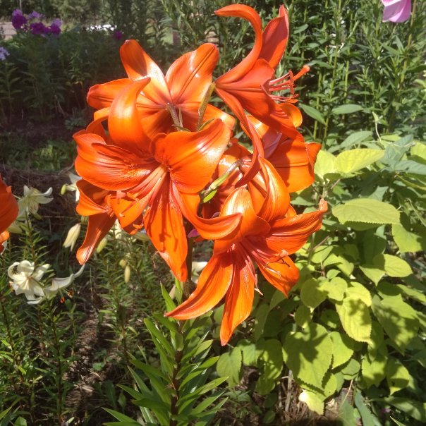 превью изображения отзыва