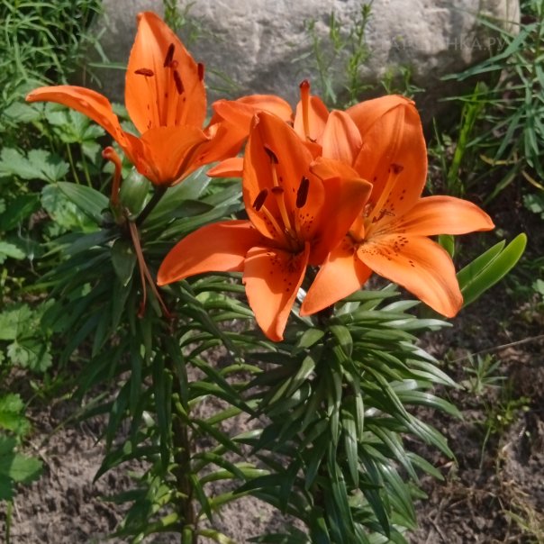 превью изображения отзыва