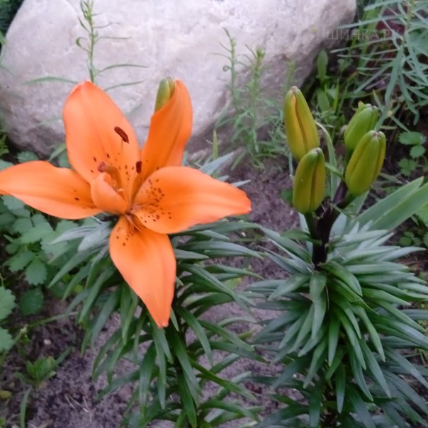 превью изображения отзыва