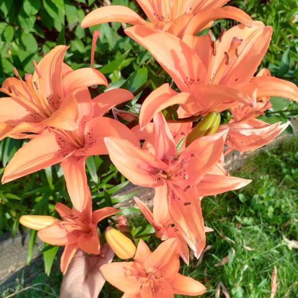 превью изображения отзыва