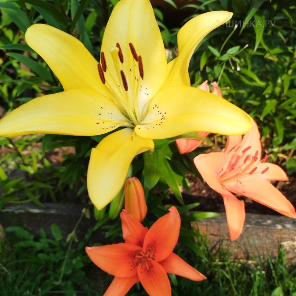 превью изображения отзыва