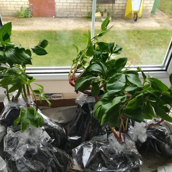 превью изображения отзыва