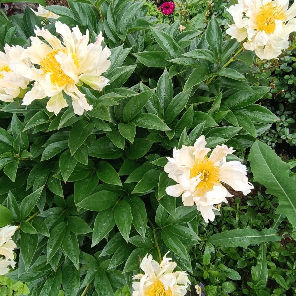 превью изображения отзыва