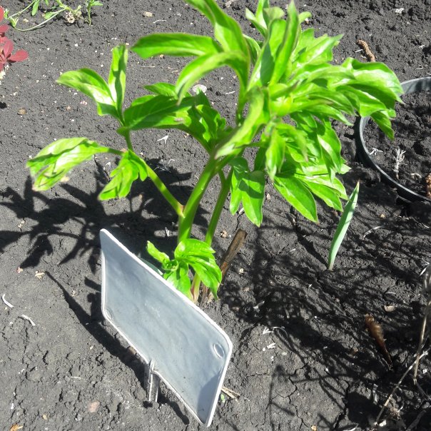 превью изображения отзыва