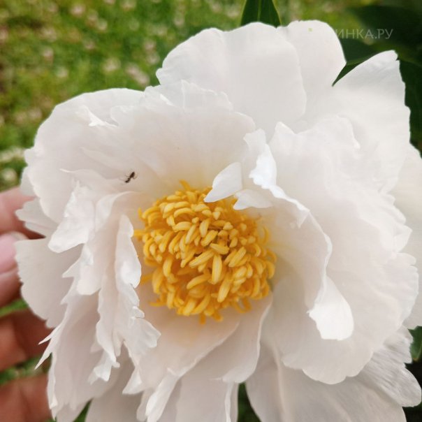 превью изображения отзыва