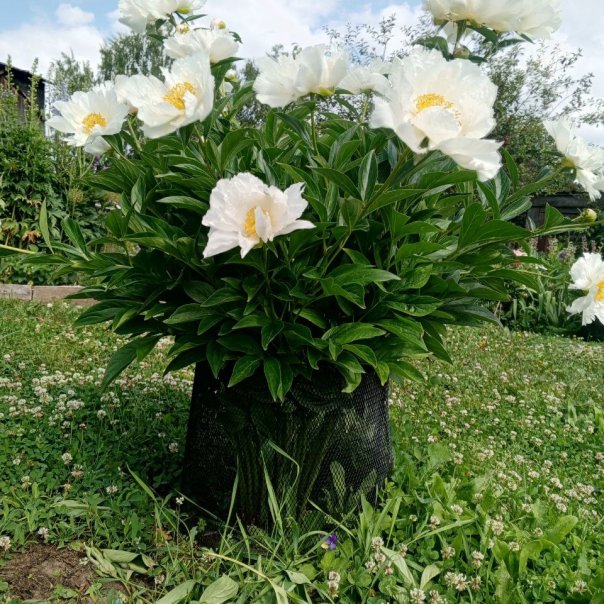 превью изображения отзыва