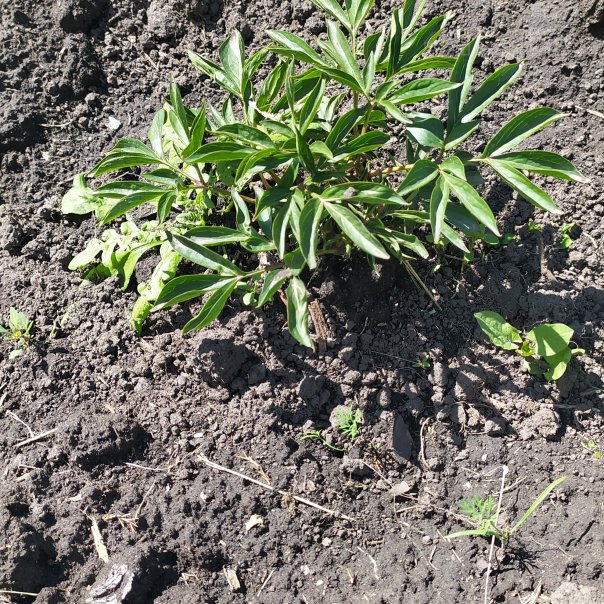 превью изображения отзыва