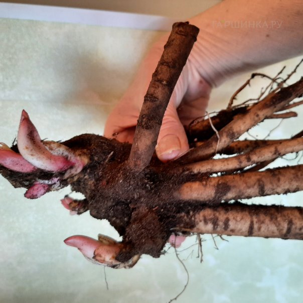 превью изображения отзыва