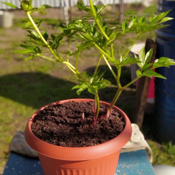 превью изображения отзыва