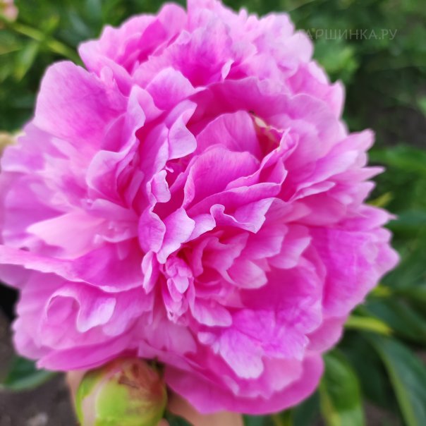 превью изображения отзыва