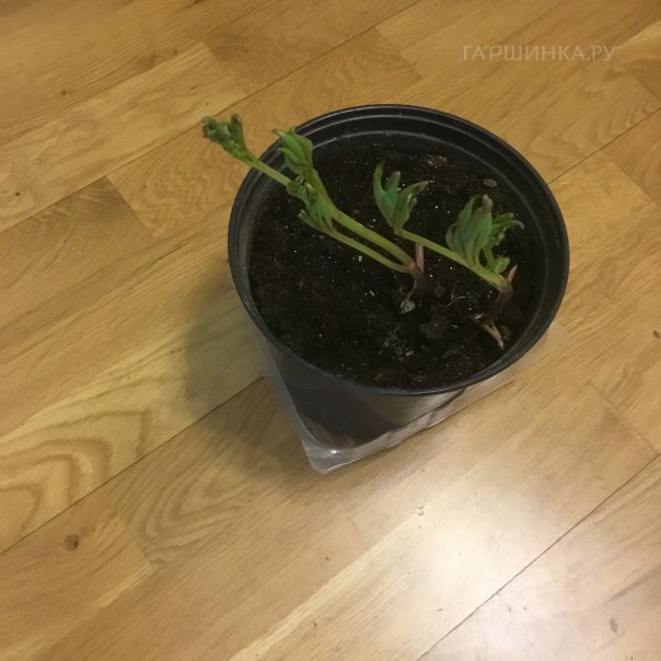 превью изображения отзыва