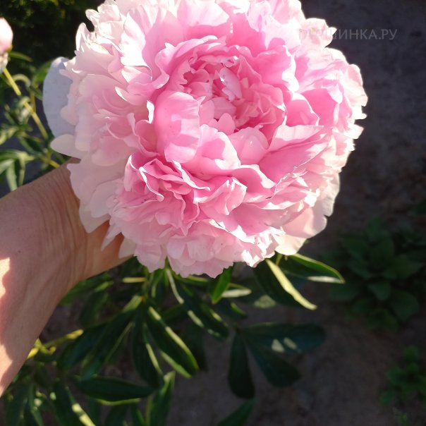 превью изображения отзыва