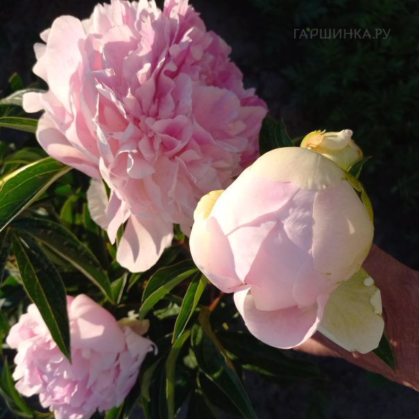 превью изображения отзыва