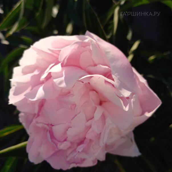 превью изображения отзыва