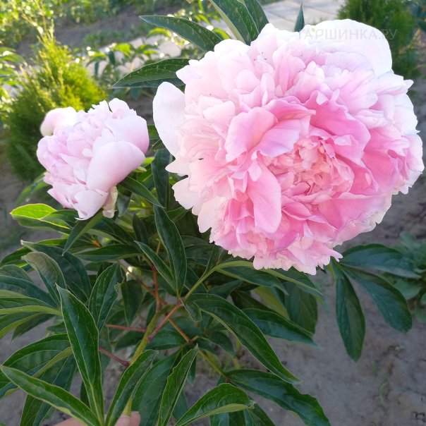 превью изображения отзыва