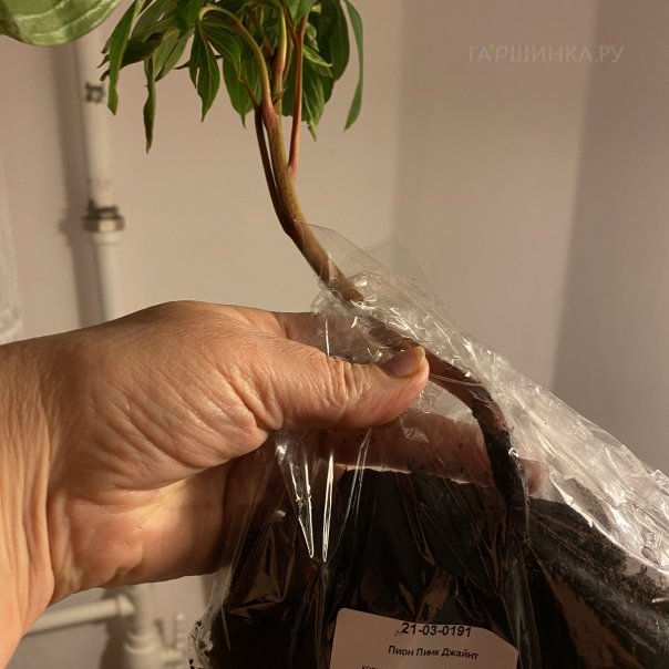 превью изображения отзыва